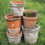 Keep a Jasmine Plant in Your House: Here Are the Effects on Your Health