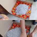 Shed Pounds Naturally: My Apple and Ginger Success Story