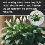  8 Flowers That Attract Ladybugs (And Keep Aphids Away Naturally)