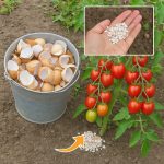  8 Flowers That Attract Ladybugs (And Keep Aphids Away Naturally)