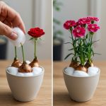 I have been plantin’ only this variety of tomatoes for 65 years! The tomatoes grow tons and never get sick!