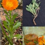 8 reasons why adding lemon juice to your toilet tank is a must-do trick