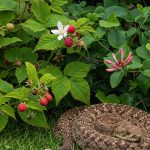 A man from Sweden responded to those curious about how people live in very small apartments by sharing his own.