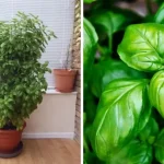 Woman Glues Dollar Store Flowers to 3 Styrofoam Balls – You Won’t Believe the Gorgeous Décor She Creates