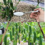 DIY Natural Air Freshener & Repellent: A Refreshing Homemade Solution