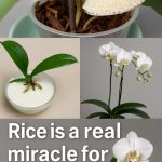 Magnesium supplement for tomatoes, peppers, and roses