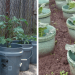 How to Grow Potatoes in Soil Bags