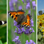 The Healing Power of Sage: Nature’s Remedy for Dementia, Inflammation, Arthritis, and More