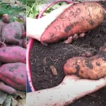 9 Tough Plants That Laugh at Poor Soil Conditions