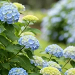 My Nana Swears by This Trick!” – A Natural Way to Keep Mosquitoes Away