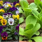 Rose Pistachio Cheesecake Ice Cream Recipe 