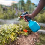 Unveiling Unique Skills: Growing Apple Trees with Lemon Juice and Honey
