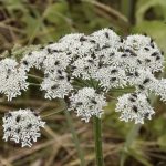 This Little-Known Spice Duo Will Revolutionize Your Daily Well-Being