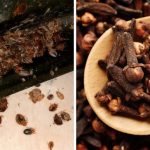 Surprising Dryer Sheet Hack for Easy Toilet Cleaning