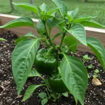 How to Grow Potatoes in Plastic Containers: Big Harvests with Minimal Soil