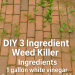 My Secret to a Fresh-Smelling Washer