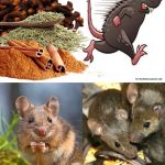 How to build a Walipini Greenhouse to grow food year-round