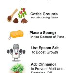 The Terracotta Pot Secret: How to Grow Thriving Rosemary Plants That Never Turn Brown