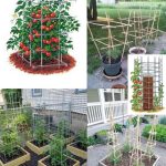 Water cucumbers with this liquid and they will grow unexpectedly at night