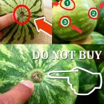 Most people have no idea. Grow lavender from cuttings with this ease using this guide