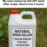 8 best fertilizers for your tomatoes so they grow like never before