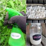 11 Powerful Reasons Your Whole Family Should Drink Okra Water Every Day