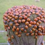 Discover the magic: cloves in a banana