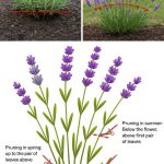 Trick with Vicks VapoRub to Eliminate Pests: MOSQUITOES, ANTS, FLIES, SPIDERS, RODENTS, COCKROACHES, GNATS…