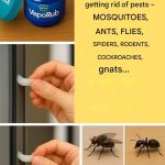 The Extraordinary Lives of Bees: Nature’s Tireless Workers