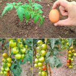 How to Use Bay Leaves to Naturally Repel Household Pests