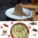 How to Grow Potatoes in Plastic Containers: Big Harvests with Minimal Soil