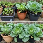 Why so many put wet wipes in the washing machine: what would happen to the clothes