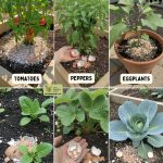 Just mix LEMON with CHARCOAL and you won’t have to spend money at the market anymore