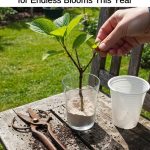 12 Plants That Benefit From Eggshells (Don’t Throw Them Away!) 