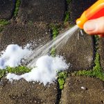 10 Beneficial Insects You Should Invite to Your Garden