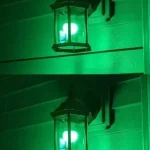 Be Careful If You See These Little Pink Eggs on a Wall