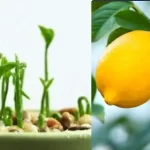 An Easy Homemade Weed Killer Solution