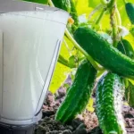 This Natural Antibiotic Is 200 Times Stronger – Cloves, Cinnamon, and Bay Leaves!