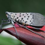 Absolutely Sinful Cinnamon Rolls Recipe