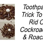 Don’t Throw Away Tuna Cans – They’re Worth Gold! Here’s Why