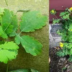 This ingredient removes all the dirt from the toilet bowl – much stronger than baking soda