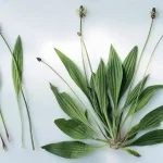 A Chinese Doctor Recommends This to All Women – Discover the Surprising Health Power of Pumpkin!