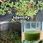 The Hidden Health Benefits of Garlic and Onion Peels: Why You Should Never Throw Them Away…