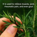 The Secret to Getting Crystal Clear Pool Water