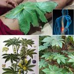 Grow Big Basil in a Pot: Step-by-Step Guide