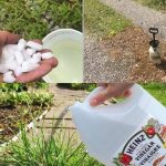 What Is Paprika Made Of? Social Media Users Were Surprised After Finding Out