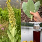 Why This Forgotten Backyard Item Deserves a Comeback