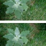 How to Make Homemade Garlic Powder and Onion Powder – Natural, Easy, and Delicious