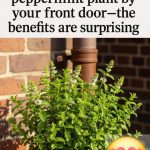 Is It Okay to Eat Stale Bread? Important Info Inside