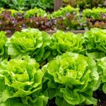 The Powerful Health Benefits of Papaya Seeds: Why You Should Include Them in Your Diet